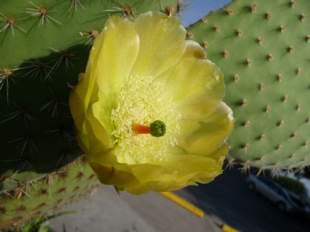 Fleur de cactus.JPG